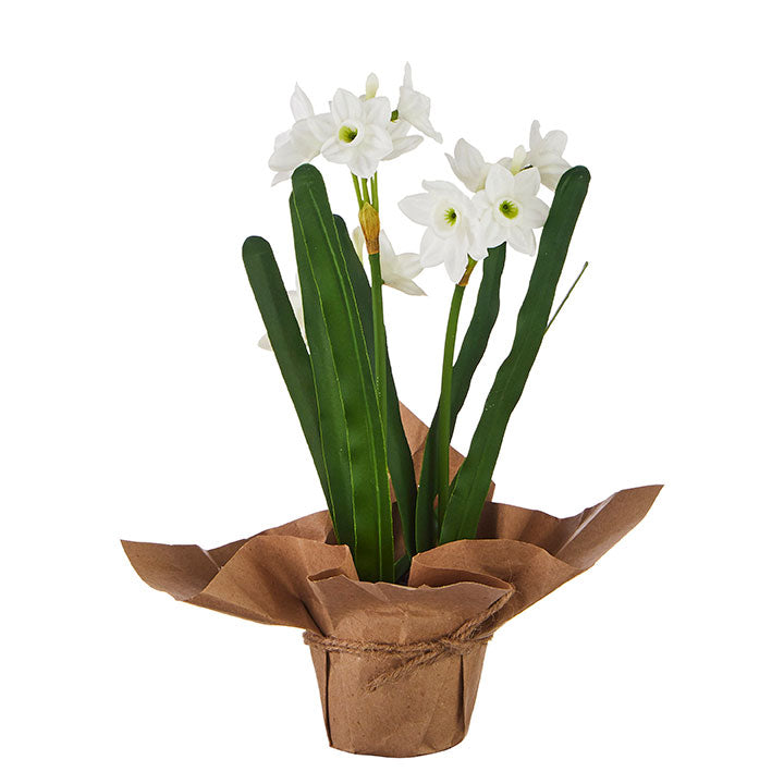 This simple and beautiful potted paperwhites will add a lovely touch of nature to your home decor collection. Full of realistic details, these real touch paperwhites will make an eye-catching statement on your kitchen counter, entryway table, or fireplace mantel. Purchase one or grab several to line your table for a simply gorgeous centerpiece display.  Made of foam, paper and jute. Real touch paperwhites. Dimensions: 3" x 11" H.
