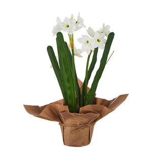 Potted Faux Paperwhites
