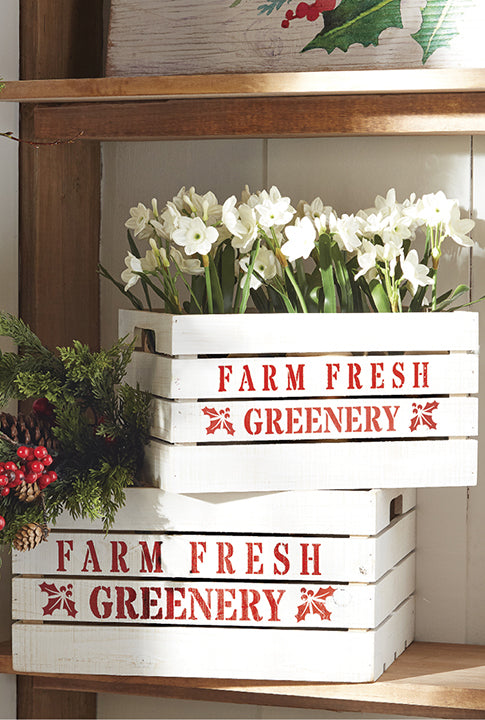 This simple and beautiful potted paperwhites will add a lovely touch of nature to your home decor collection. Full of realistic details, these real touch paperwhites will make an eye-catching statement on your kitchen counter, entryway table, or fireplace mantel. Purchase one or grab several to line your table for a simply gorgeous centerpiece display.  Made of foam, paper and jute. Real touch paperwhites. Dimensions: 3" x 11" H.